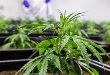 A partir de quel âge peut-on prendre du CBD ?