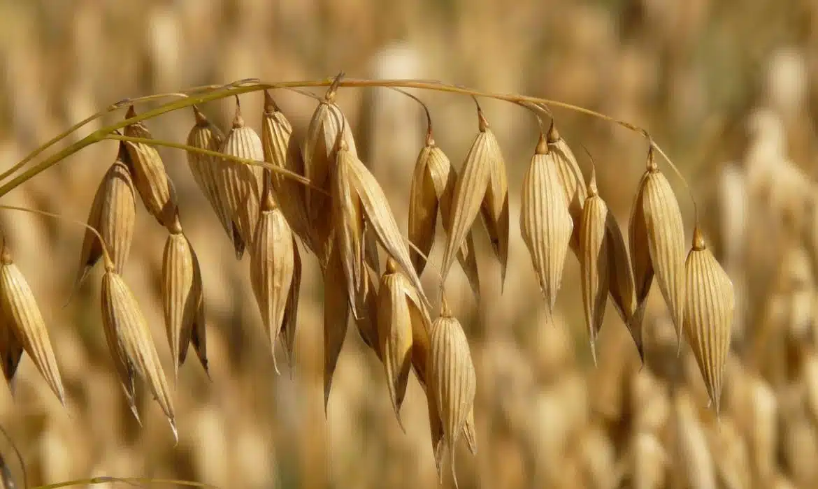 Comment la farine d’avoine peut vous aider à mieux contrôler votre appétit