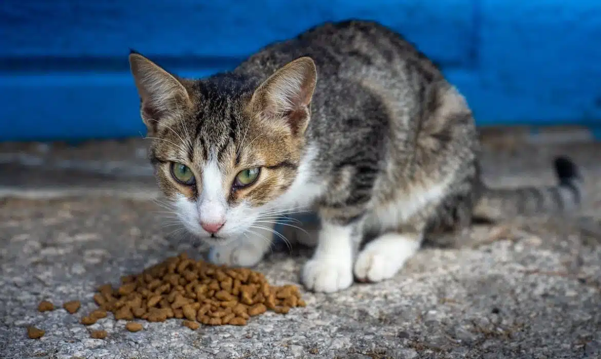 Croquettes sans céréales pour chat : quelle quantité donner à votre félin