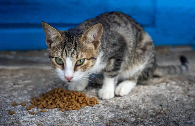 Croquettes sans céréales pour chat : quelle quantité donner à votre félin