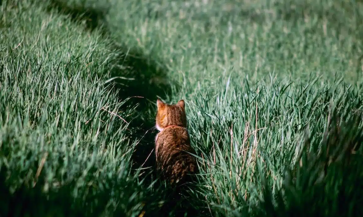 Les remèdes naturels pour améliorer la santé de votre chat