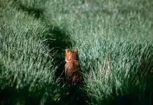 Les remèdes naturels pour améliorer la santé de votre chat
