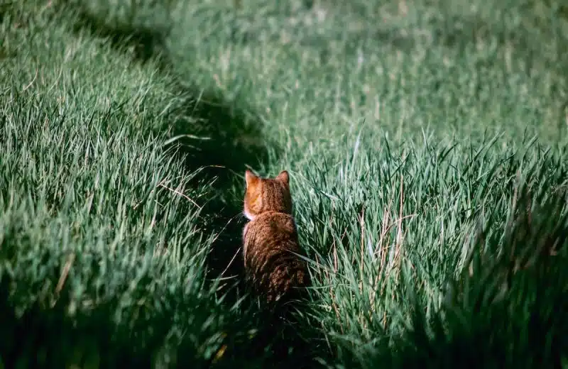 Les remèdes naturels pour améliorer la santé de votre chat