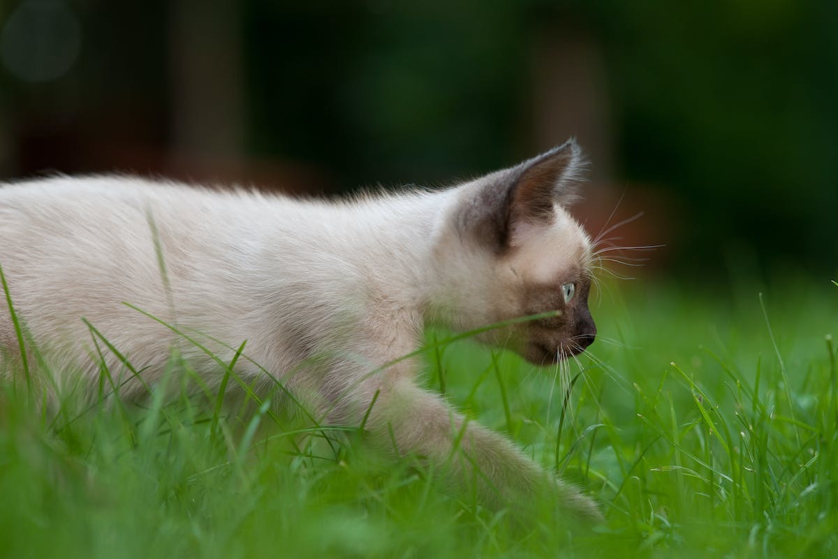 chat  herbes