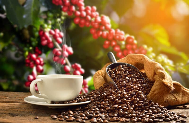 L’économie du café : enjeux et perspectives