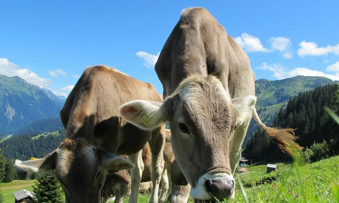 Des minéraux pour les animaux