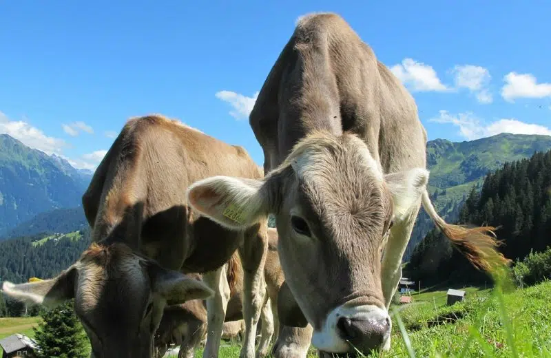 Des minéraux pour les animaux