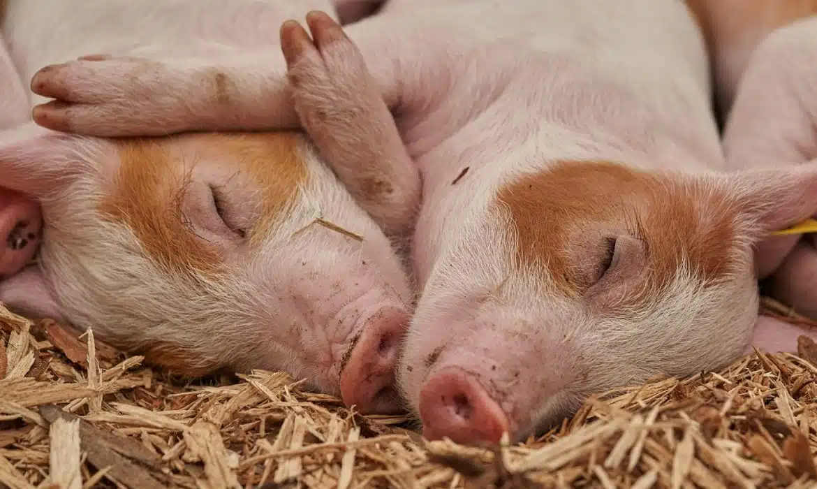 L’élevage bio redonne espoir à la filière porcine française