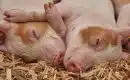 L’élevage bio redonne espoir à la filière porcine française