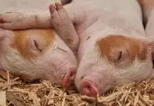 L’élevage bio redonne espoir à la filière porcine française