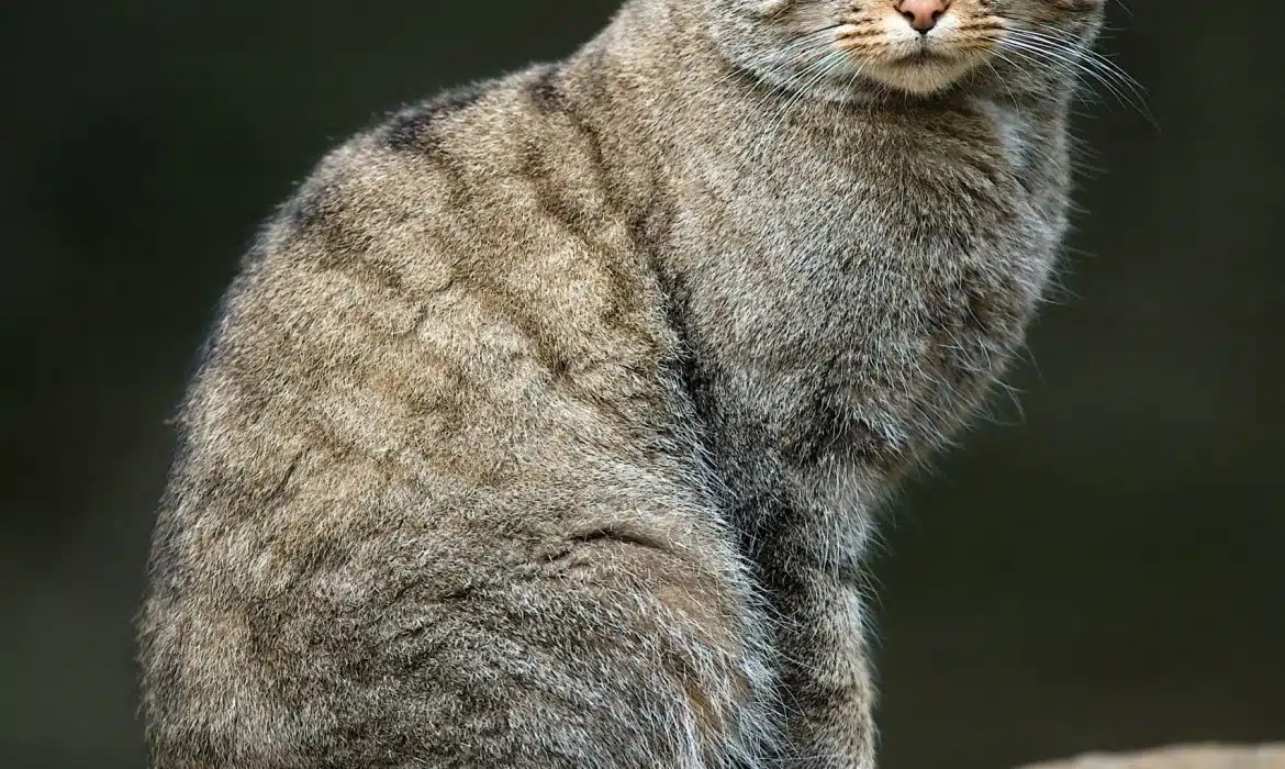 Quels sont les animaux domestiques ?