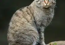 Quels sont les animaux domestiques ?