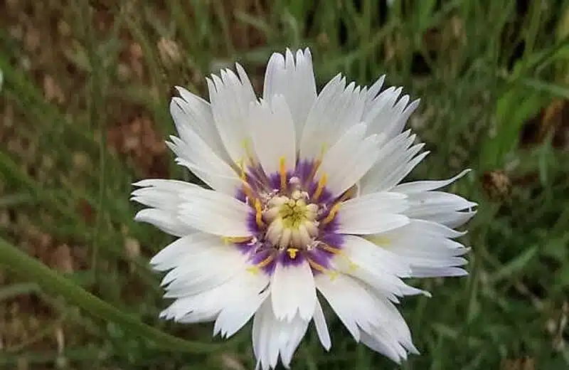 Guide complet de plantation et floraison de la Catananche caerulea