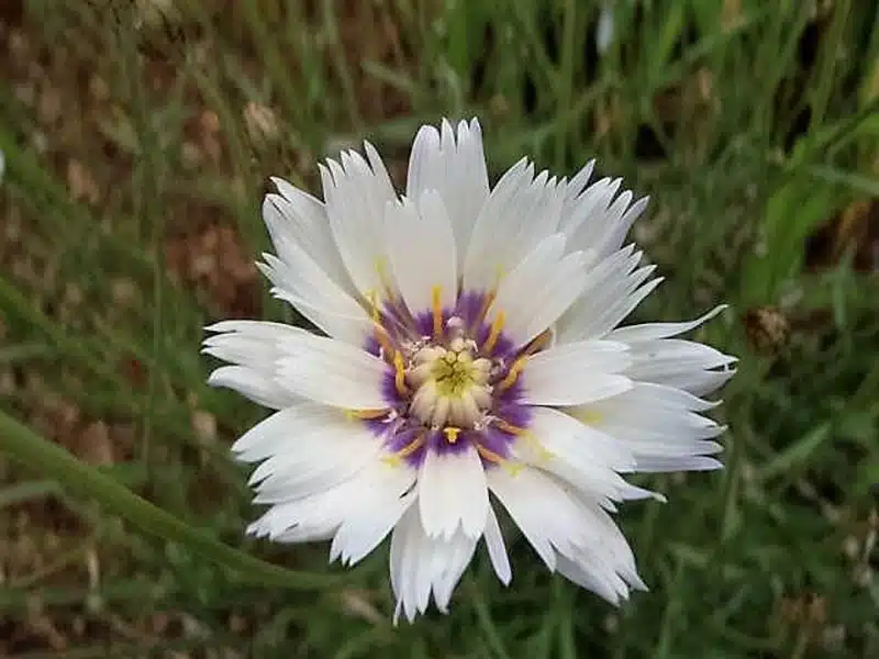 Guide complet de plantation et floraison de la Catananche caerulea