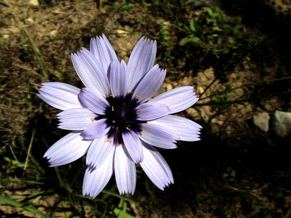 Guide complet de plantation et floraison de la Catananche caerulea