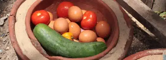 Solutions créatives pour un frigo sans électricité