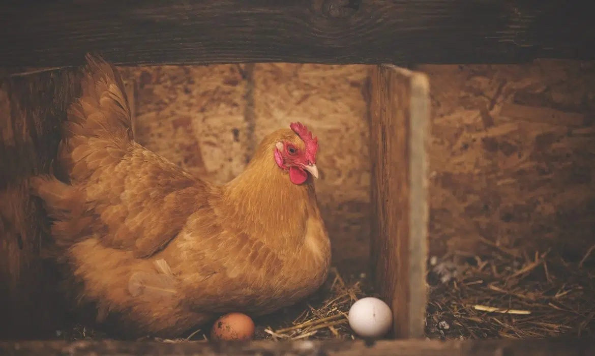 Comment bien nourrir les poules chez vous ?