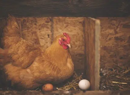Comment bien nourrir les poules chez vous ?