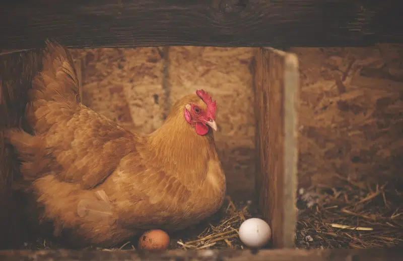 Comment bien nourrir les poules chez vous ?