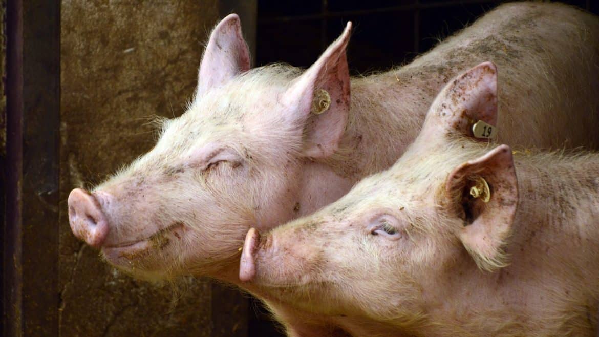 Guide sur le matériel agricole, pour élevage porcin et de volaille
