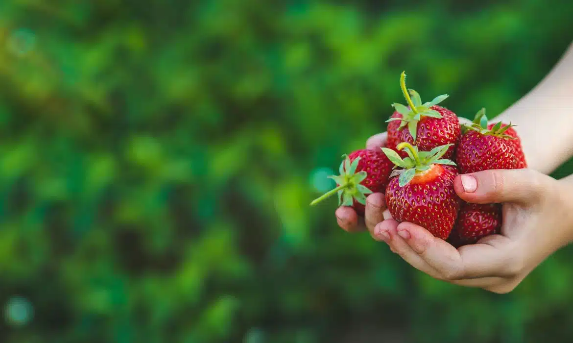 Comment se servir des chrysopes dans le jardin ?