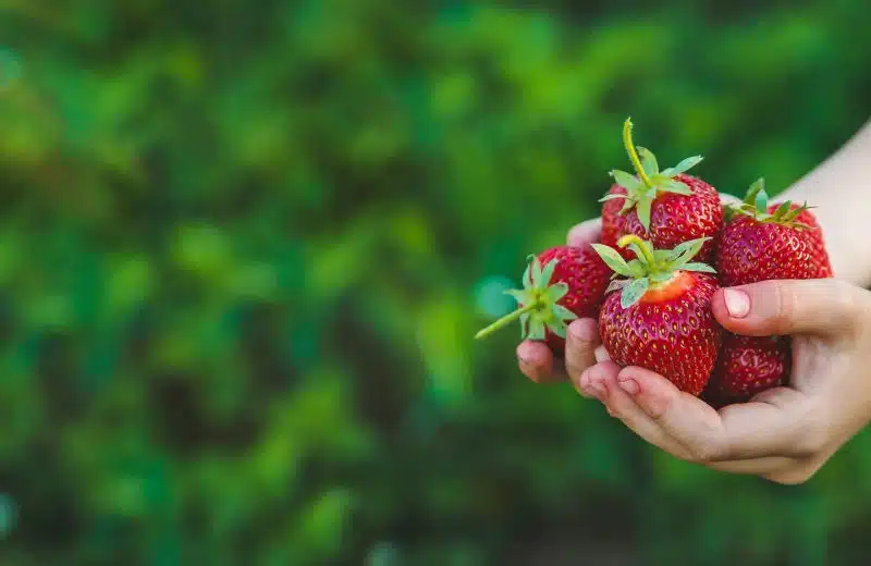 Comment se servir des chrysopes dans le jardin ?